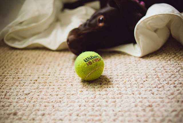 tennis-dog